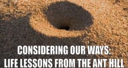 Life Lessons From The Ant Hill
